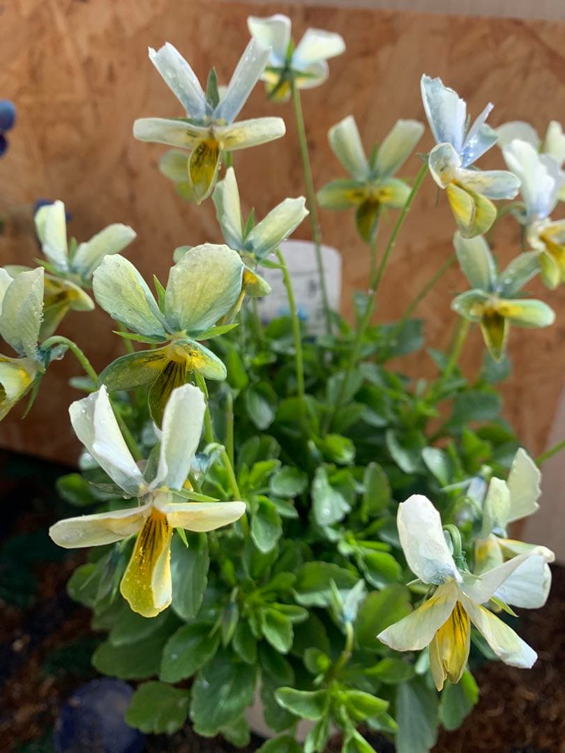 M*I様 パルプンテ　1苗 すみれ図鑑　1苗 shuta's selection