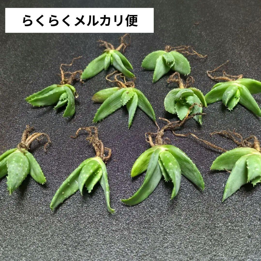 アロエ ピランシー　10株セット　国内実生　アガベ　サボテン　多肉植物