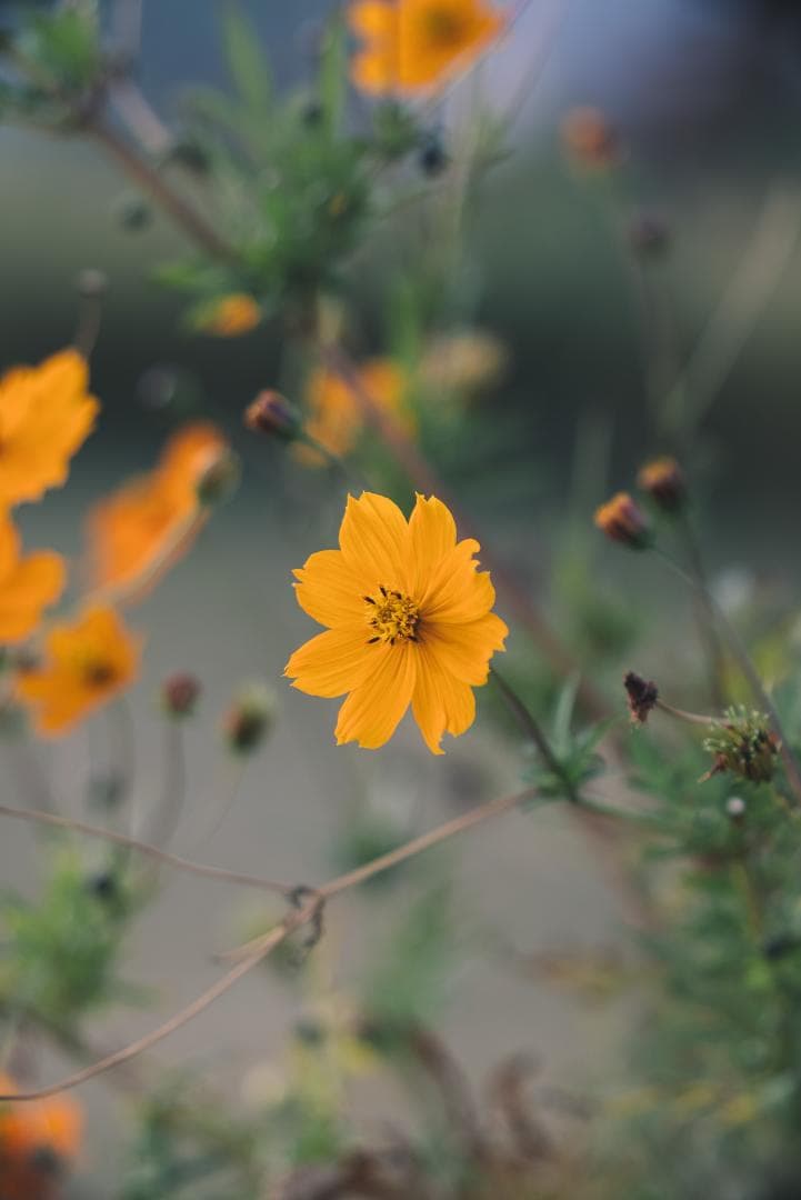 ライカ沼の入口！Leica Hektor 135mm F4.5 オールドレンズ