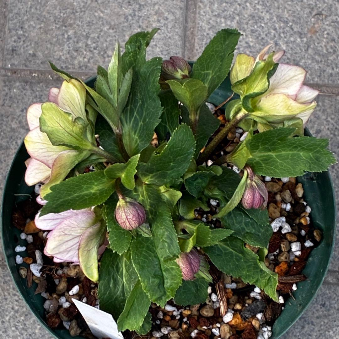 も*子様 3482☘️蕾花タグ付☘️超レア☘️SD⭐️マイクロヒデコート⭐️小輪