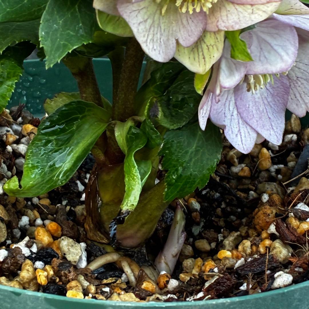 も*子様 3482☘️蕾花タグ付☘️超レア☘️SD⭐️マイクロヒデコート⭐️小輪