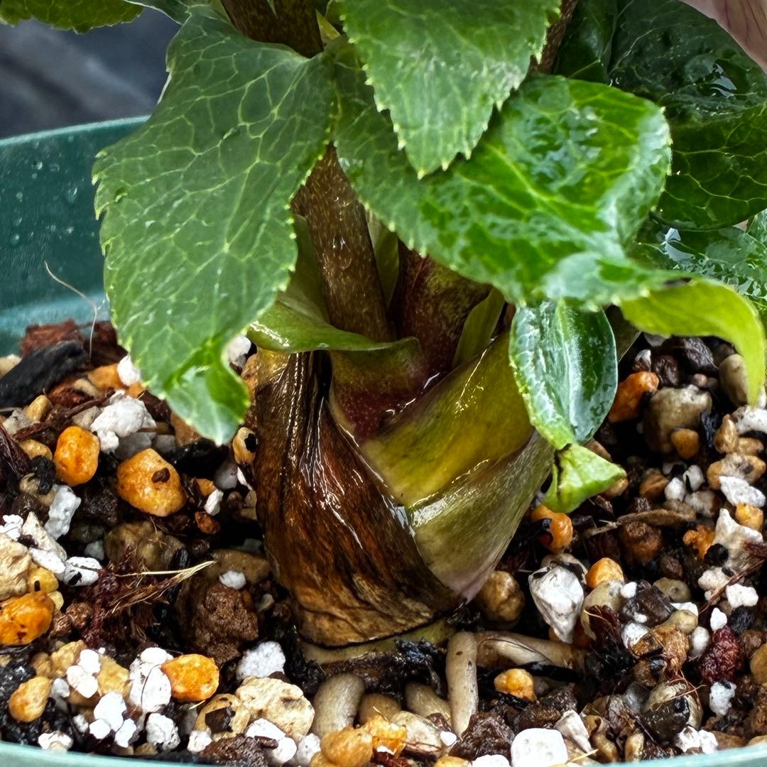 も*子様 3482☘️蕾花タグ付☘️超レア☘️SD⭐️マイクロヒデコート⭐️小輪