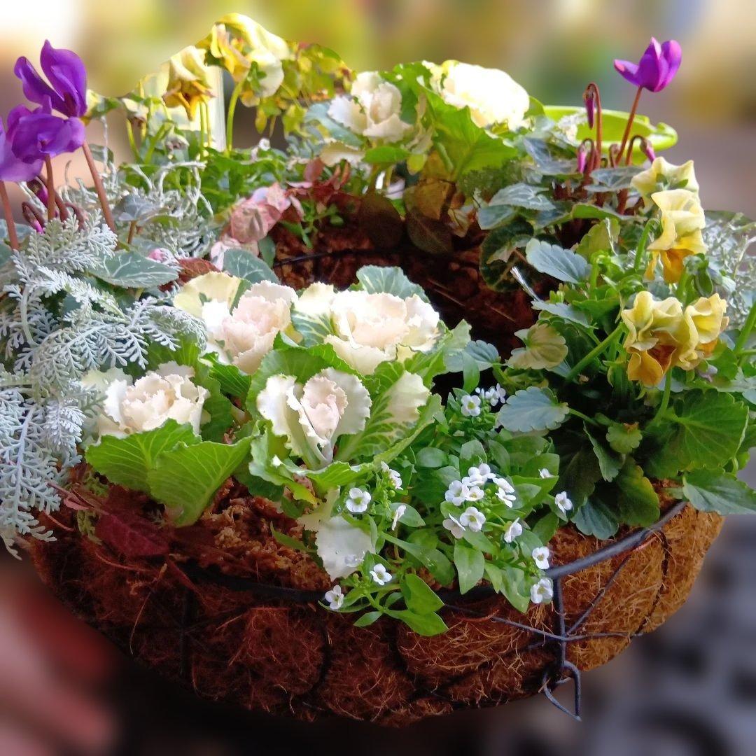 葉牡丹　シクラメン等　寄せ植え　直径約34cmハンギングリース　140サイズ発送