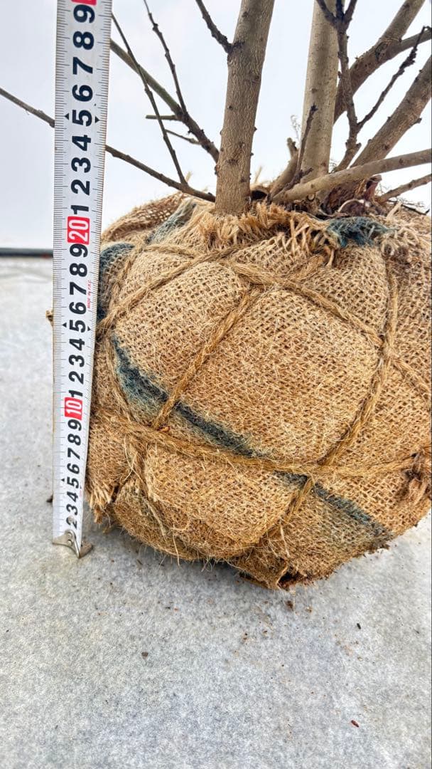 手頃なサイズ お庭の主役にどうぞ ソヨゴ 727 樹高1.6m位 株立 常緑樹