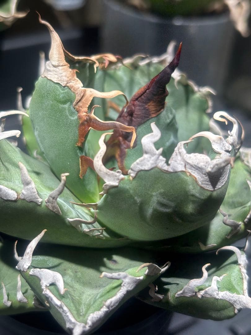 アガベスーパーチタノタ（極上株）超S級悪魔くんBAKEMONO激レア高級品種！