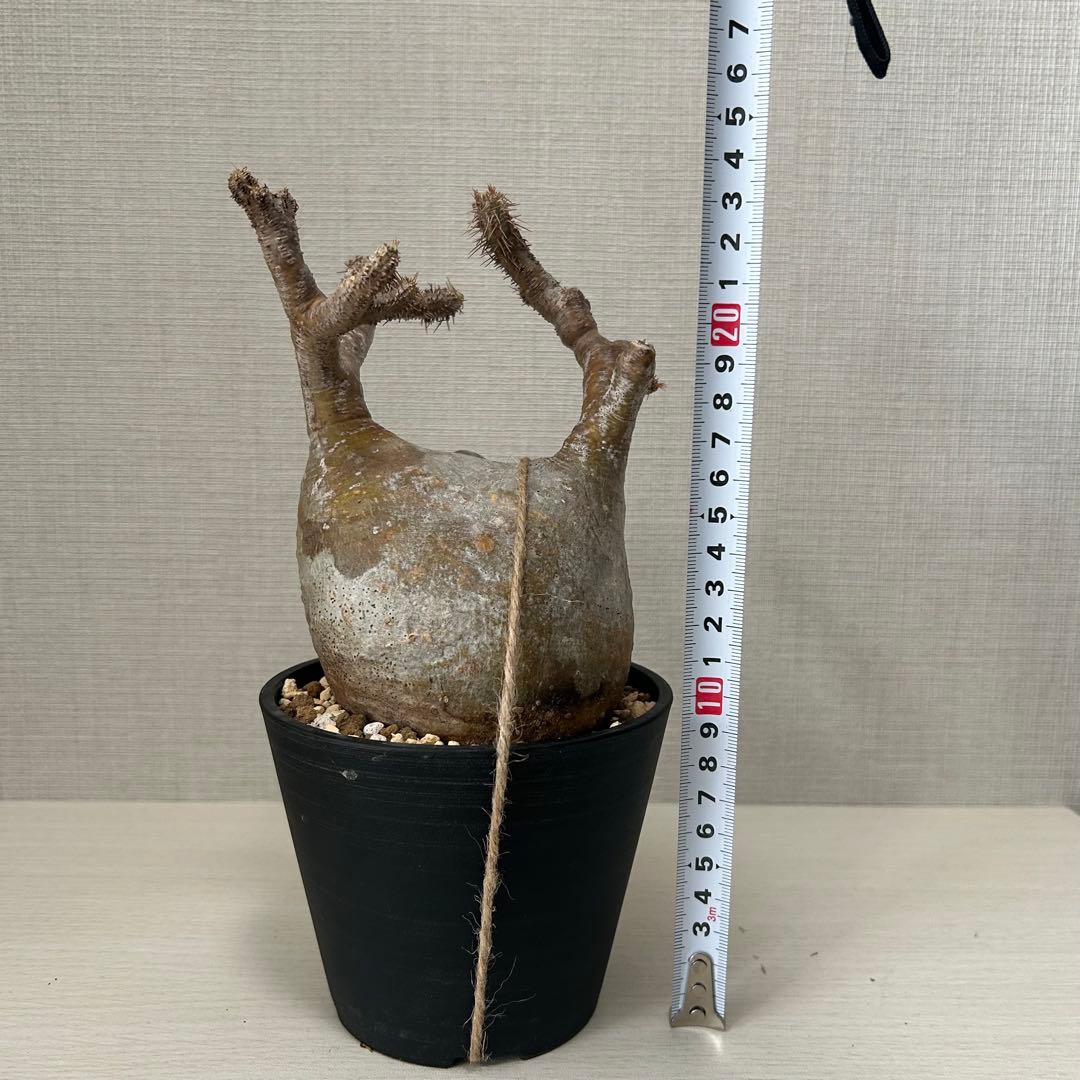 パキポディウム•グラキリス 現地球/現地株　微発根　塊根植物 13