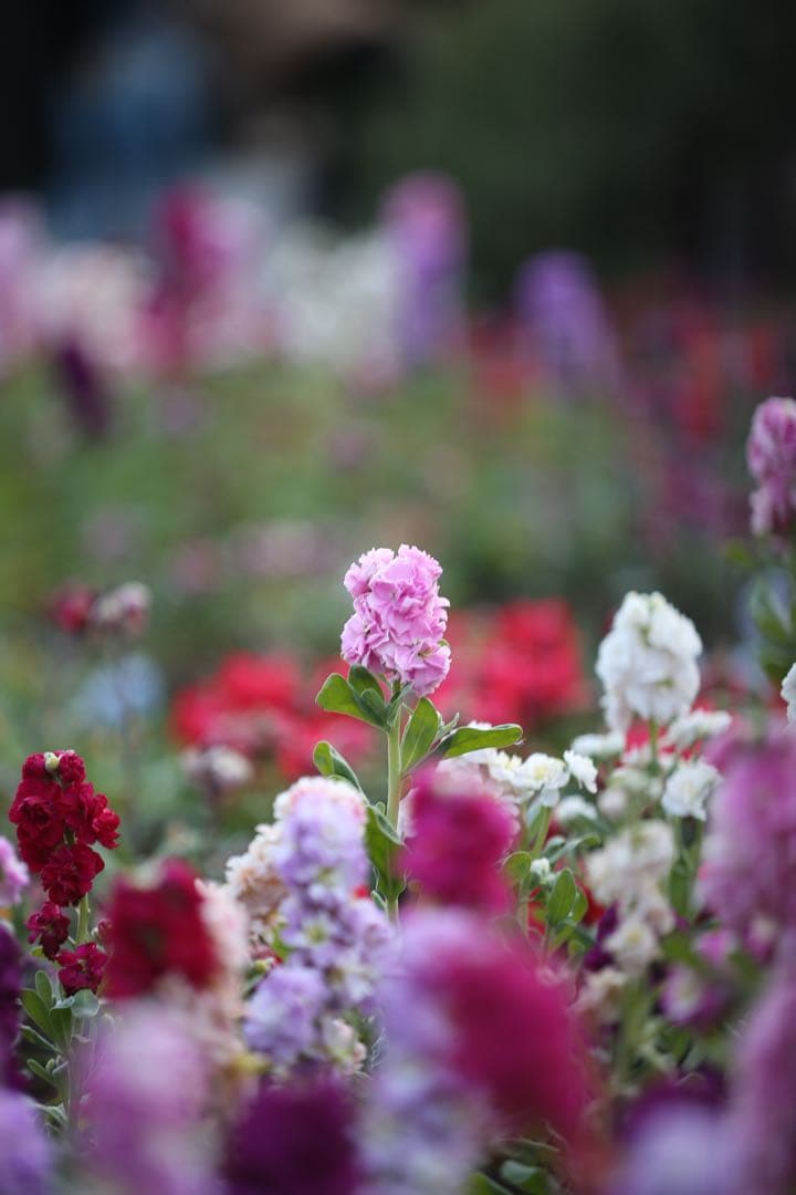 超美品！キャノン CANON EF 80-200mm F2.8 L早い者勝ち